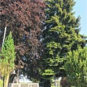 Problemtanne auf dem Friedhof