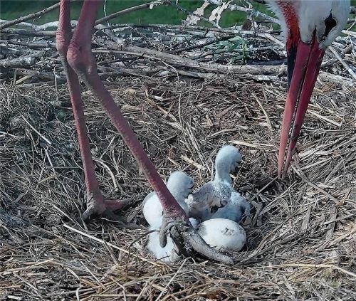 Um drei kleine Babystörche kümmern sich Storchenmama Kaira und Papa Felix im Moment. Doch Baby Nummer vier lässt auf sich warten. Foto www.storchennest-kolbermoor.de