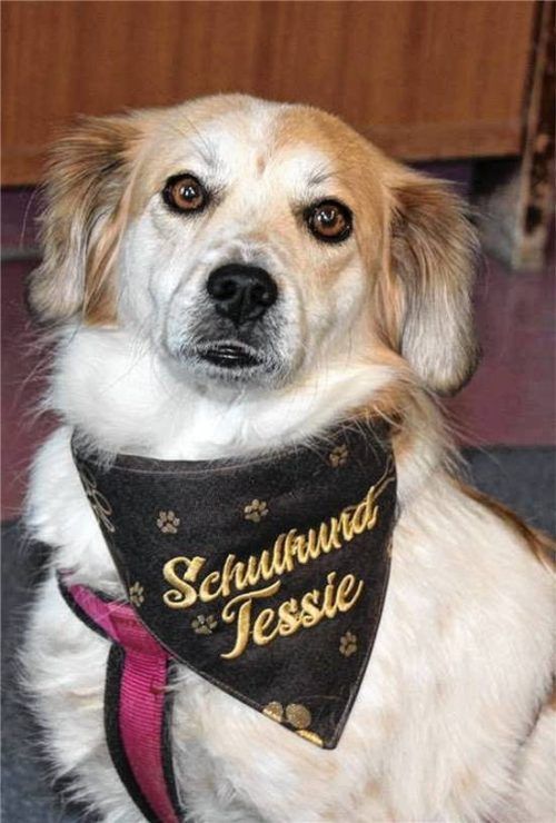 Voller Stolz beim Fototermin: Schulhund Tessie – „der beste Hund der Welt“.Foto Huckemeyer