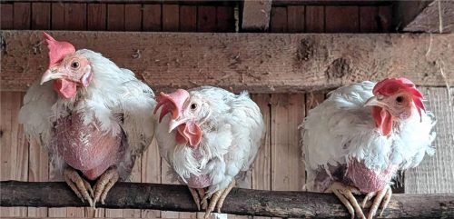 750 Legehennen suchen ein neues Zuhause. Foto Tierhilfe München