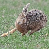 Hasenpest im Landkreis Altötting
