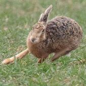 Hasenpest im Landkreis Altötting