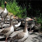 Gänsefamilie kreuzt Radlweg