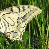 Wanderung zu Orchideen und Wildbienen