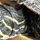 Wasserschildkröte im Latschenweg gefunden