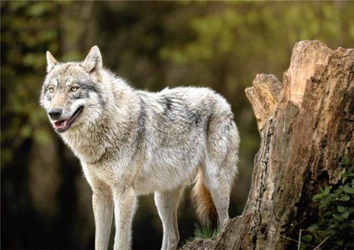 Am 21. Mai ist im Landkreis Rosenheim ein Wolf fotografiert worden (Symbolfoto). Das Bayerische Landesamt für Umwelt wertet das Bild als eindeutigen Nachweis. Ob es sich um den Wolf „GW4028m“ handelt, der bereits mehrfach Spuren im Chiemgau hinterlassen hat, ist offen. Foto Baumeister