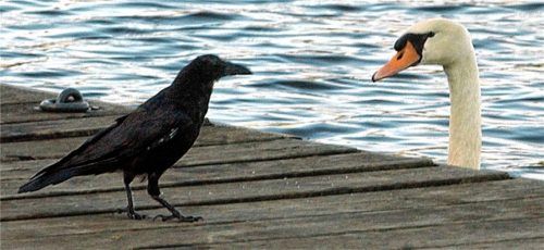 Argwöhnisch beäugen sich ein Schwan und eine Saatkrähe. Foto dpa
