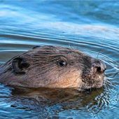 Vergrabene Biber wurden gewaltsam getötet