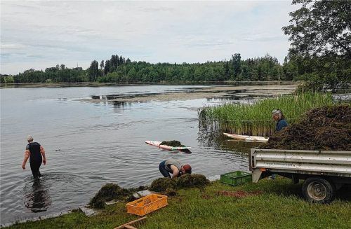 Auf Surfbrettern und mit Rechen „bewaffnet“ paddeln die Vereinsmitglieder des Interessenvereins Tinninger See auf das Gewässer hinaus und befreien den Badebereich vom Rauen Hornblatt. Foto Pummerer
