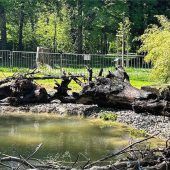 Warten auf die wilde Wiese