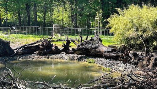 Aus einem Betonbecken wurde ein schönes BiotopFoto BUND Naturschutz