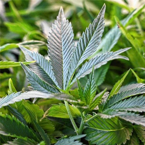 Der Handel mit Cannabis wurde dem 22-jährigen Rosenheimer zum Verhängnis.Foto  dpa