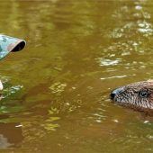 Wettschwimmen mit dem Biber