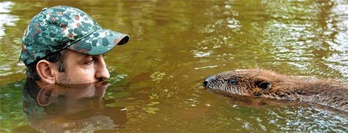 Die Biber erobern Flüsse und Badeseen im Landkreis Rosenheim. Wer beim Baden einem Biber Auge in Auge begegnet, erschrickt erst einmal. Dann heißt es: Ruhe bewahren und langsam wegschwimmen. Foto IMAGO / imagebroker