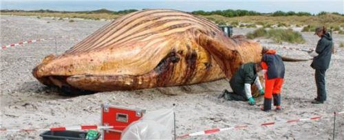 Die Obduktion des als „Timmy“ bekannten Buckelwals am Strand der dänischen Insel Anholt. Foto dpa