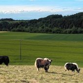 Himalaya-Rinder im Alpenvorland