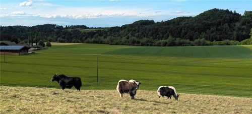 Die Yaks weiden bevorzugt auf steilen Hängen, die aus der landwirtschaftlichen Nutzung fallen.