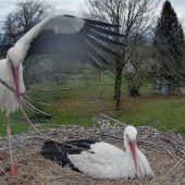 Wetter vernichtet komplette Brut der Störche