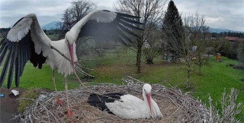 Diese Webcam-Aufnahme von Mitte April zeigt Kaira beim Brüten sowie Felix, der mit „Bauarbeiten“ am Nest beschäftigt ist. Foto www.storchennest-kolbermoor.de