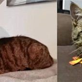 Zwei Katzenmädchen auf der Suche nach dem großen Glück