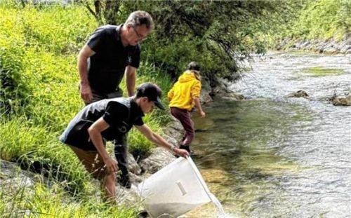 Ein Nachwuchsfischer setzt vorsichtig junge Fische aus einem Kübel in einen Zufluss des Inns ein. Fotos Re
