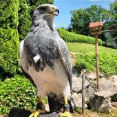 Blaubussard Paco vermisst