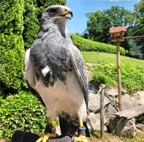 Ein stolzes Tier: Blaubussard Paco.