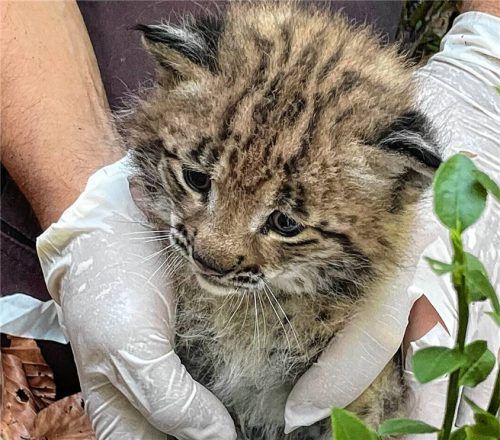 Eine Katze soll vor den Augen von Grundschulkindern vorsätzlich überfahren worden sein. Foto  (Symboldbild) Dpa