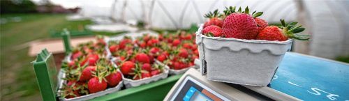 Frisch gepflückt sind sie besonders lecker: Erdbeeren aus regionalem Anbau.Foto Imago/Kirchner-Media