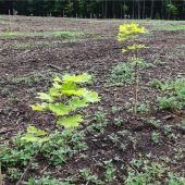 Erste bayerische Samenplantage für Spitzahorn