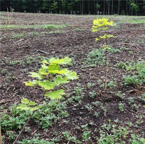 Hoffnungsträger: Pfropflinge in der Plantage im Wolfer-stetter Forst. Foto kon