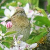 Ein Wendehals im heimischen Garten