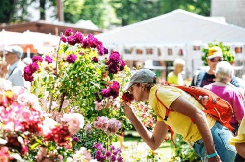 Immer der Nase nach: Die Traunsteiner Rosentage finden in diesem Jahr zum 14. Mal statt. Gezeigt wird eine Vielzahl von Rosen, dazu Gartendekoration und Kunsthandwerk. Foto Archiv Stadt Traunstein