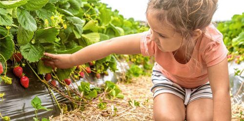 Lecker naschen – aber gesund: die Superfrucht Erdbeere macht‘s möglich.