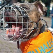 Kampfhunde verletzen Frau schwer