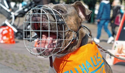 Mehrere Listenhunde sind am Sonntagabend aufeinander losgegangen. Jetzt ermittelt die Polizei (Symbolbild).Foto dpa