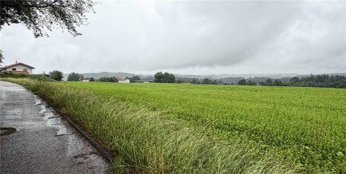 Noch ist außer viel Grün nichts zu erkennen. Doch hier, südlich des Mitterwegs, wird neuer Wohnraum entstehen. Foto hin