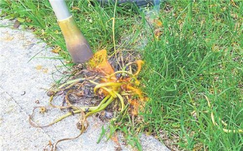 Praktisch, aber unter Umständen auch gefährlich: das Unkrautentfernen per Feuer. Foto SMARTERPIX / OOCOSKUN