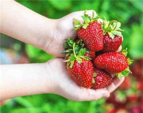 Selbst gepflückt schmecken Erdbeeren gleich noch leckerer.