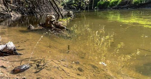 Seltener Anblick: eine Bachmuschel, die mit einem Wasserstrahl ihre Glochidien ausstößt. Foto Fischereiverband Oberbayern