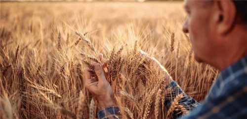 Stellen die Versorgung mit Lebensmitteln sicher: die heimischen Landwirte. Foto istock