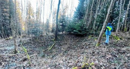 Tiefe Mulde unter Bäumen: Das Bild zeigt einen gut erhaltenen Bombeneinschlag nahe einem Wirtschaftsweg im Kirchwald.
