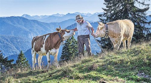 Wenn die Abendsonne die Berge in romantisches Licht taucht: ein Bergbauer mit seinen Kühen am Ende des Tages.Fotos Klaus Maria Einwanger, Imago/Chromorange