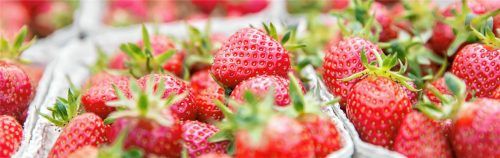Zum Anbeißen: Erdbeeren gehören zu den beliebtesten Früchten Deutschlands.Foto VSSE/C.Goeckel