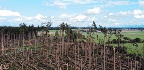 Als ob eine gewaltige Faust zugeschlagen hätte: eine der Waldflächen, die 2021 bei Obing von einem Orkan schwer verwüstet worden ist. Wie sie heute aussehen, erkundet die WBV Traunstein bei einer Veranstaltung am 29. Juli um 19 Uhr, zu der alle Mitglieder eingeladen sind. WBV Traunstein
