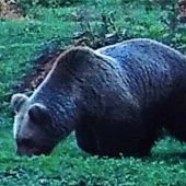 „Mords-Lackl“ überrascht Landwirt bei Kufstein