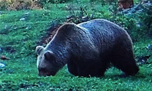 Bei Thiersee im Mangfallgebirge tauchte ein Bär auf. Es könnte sich um das Exemplar handeln, das 2023 bei Scharnitz ineine Fotofalle tappte. Foto Montage IMAGO/imageBROKER/Norbert Achtelik/privat