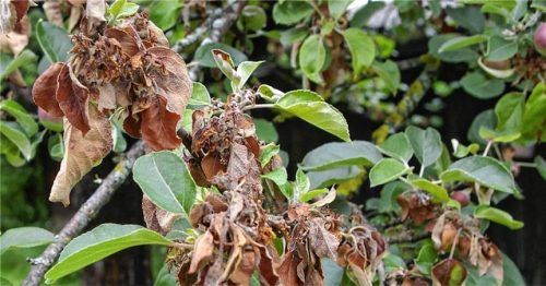 Besonders stark fällt der Befall an Weißdorn, Quitte und Birne auf. Aber auch Apfel, Eberesche und Mispel werden häufig von dem Erreger befallen. Fotos Landratsamt Rosenheim