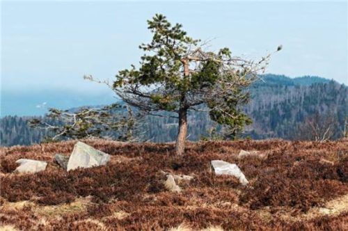 Blick auf das Hochmoor der Hornisgrinde im Nordschwarzwald. Foto dpa