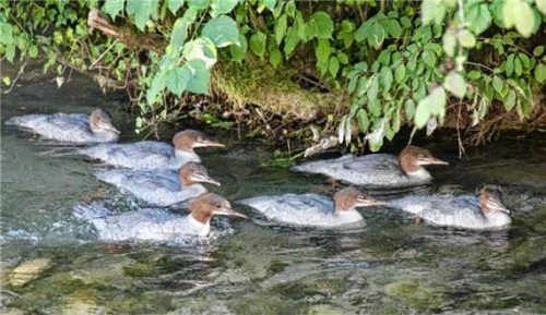 Der Gänsesäger scheint sich an den Gewässern rund um Kiefersfelden wohl und sicher zu fühlen. Die erfolgreiche Aufzucht von zehn Jungen beweist es. Foto Roland Schmidt